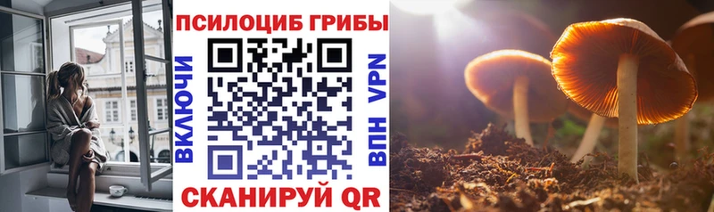 Псилоцибиновые грибы Psilocybe  Курчалой 